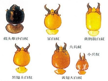 小塘預防白蟻所散白蟻和家白蟻的區(qū)別