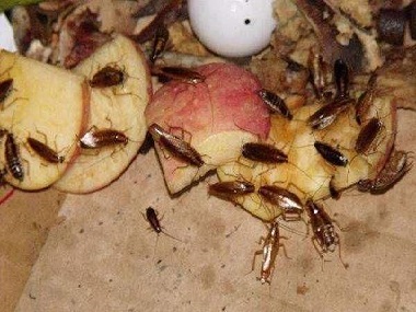 和順?biāo)暮ο麣⒐倔?、蚊子怕什么東西