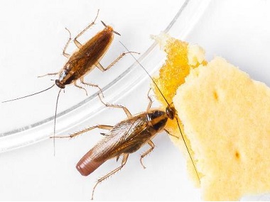 桂城除滅有害生物——為什么在辦公室里會有蟑螂