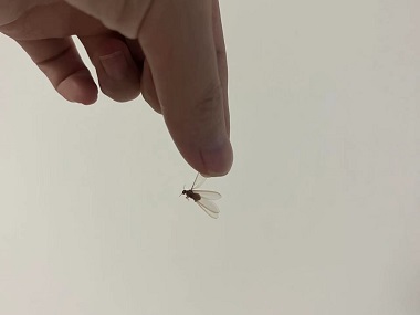 里水白蟻備案機(jī)構(gòu)家里出現(xiàn)的分飛白蟻會不會有毒性
