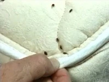 獅山病媒生物防控站消滅臭蟲可以嘗試以下幾種方法