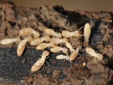 桂城白蟻預(yù)防站治白蟻、除白蟻?zhàn)詈唵斡行У姆椒?></a></div><div   id="mqsk8gew"   class="media-body"><h3><a href="/News/374.html" title="桂城白蟻預(yù)防站治白蟻、除白蟻?zhàn)詈唵斡行У姆椒?>桂城白蟻預(yù)防站治白蟻、除白蟻?zhàn)詈唵斡行У姆椒?/a></h3><div   id="mqsk8gew"   class=