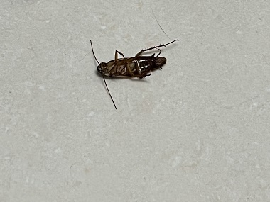 和順?biāo)暮ο麣C構(gòu)蟑螂藥出現(xiàn)抗藥性怎么辦？