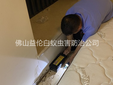 桂城家居白蟻滅治工程