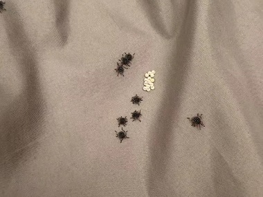 桂城控制有害生物公司床上有臭蟲，5 步教你徹底消滅它！